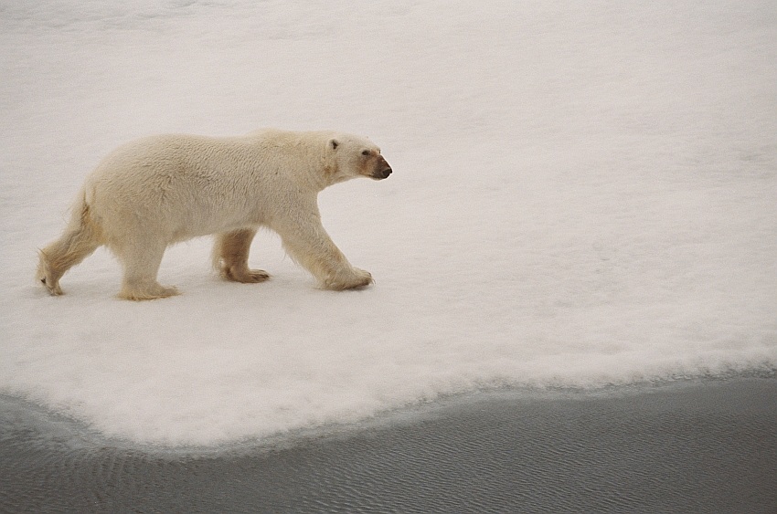 Niedźwiedź polarny 01