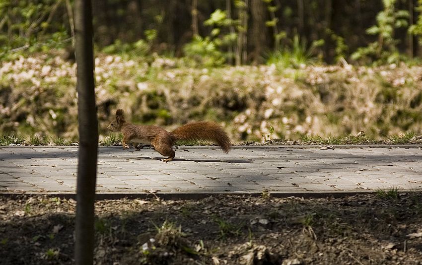 \\"wiosenny jogging\\"