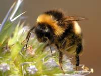 Trzmiel ziemny (Bombus terrestris L.)