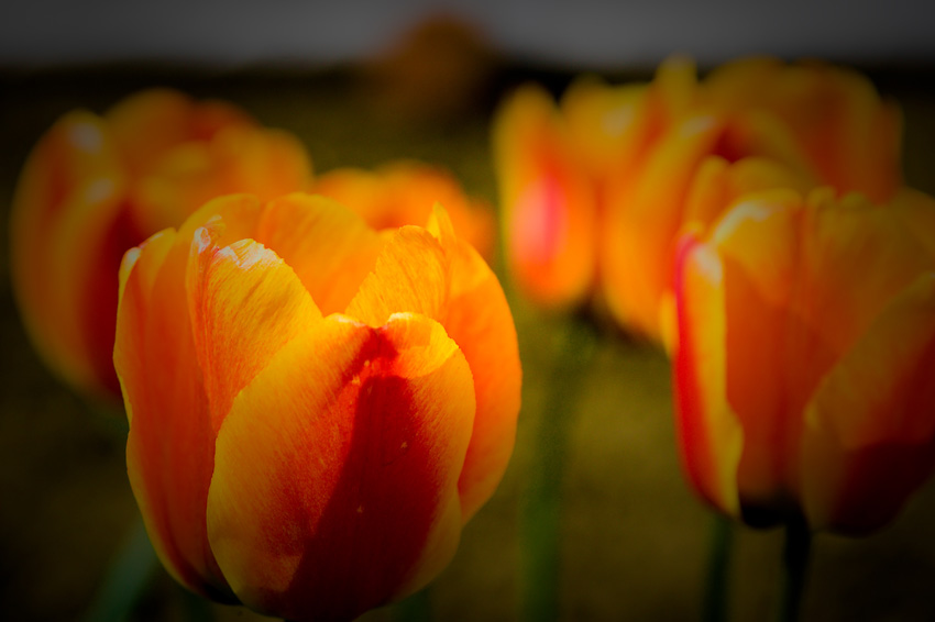 tulipany...