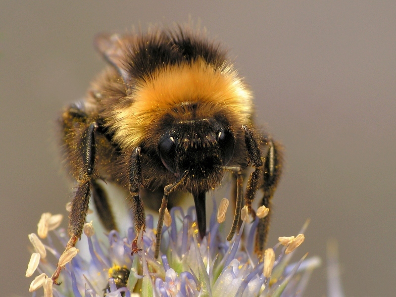 Trzmiel ziemny (Bombus terrestris L.)