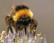 Trzmiel ziemny (Bombus terrestris L.)