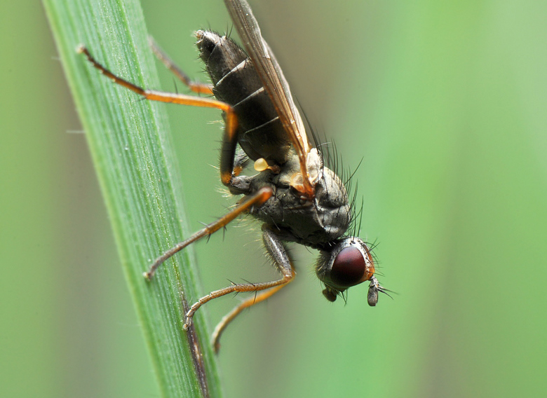 dry-fly