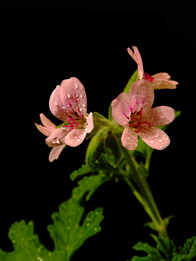 Geranium