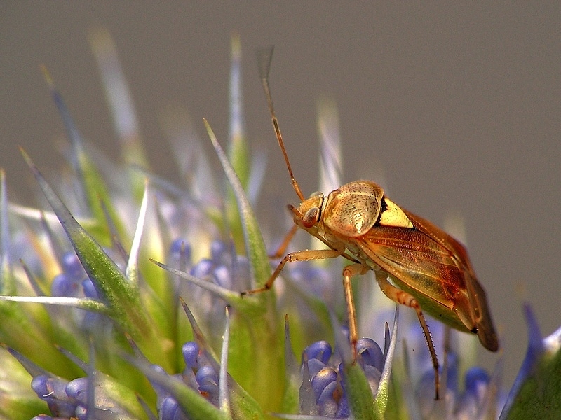 Zmienik ziemniaczak (Lygus pratensis L.)