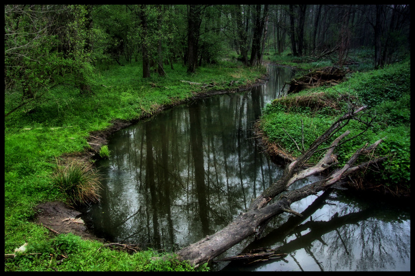 Beniaminówka