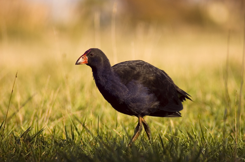 Pukeko