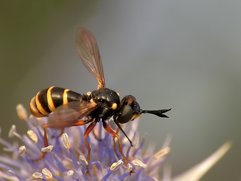 Ceriana vespiformis