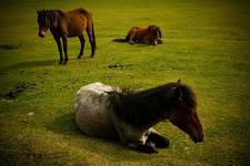 New Forest