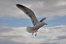 Larus marinus