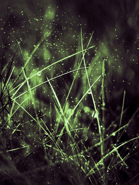 Magic grass