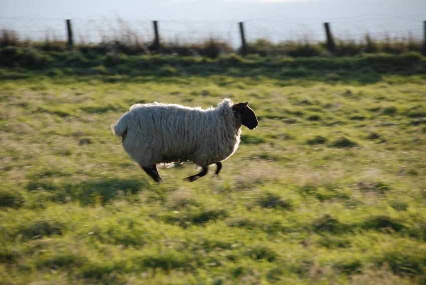 latajaca Owca na Holy Island, Angllia