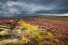 Heather Meadow