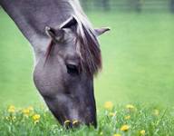 Konik polski