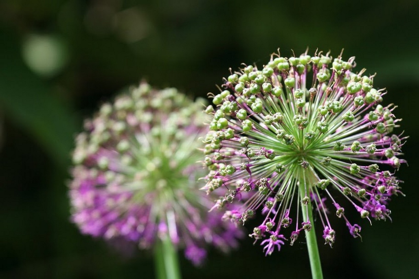 Kew Gardens