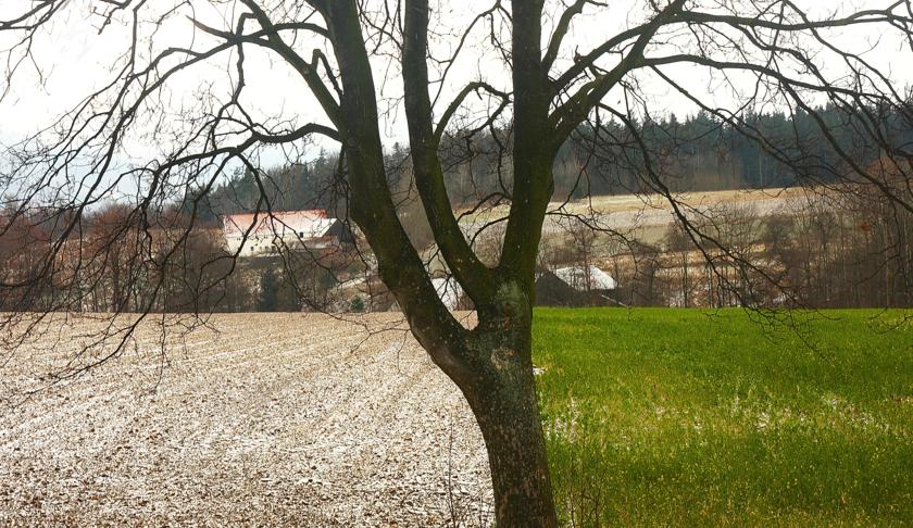 Pierwszy śnieg - ostatnia trawa.