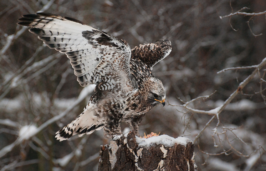 Snow camo