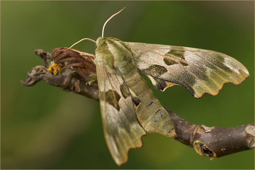 Mimas Tiliae