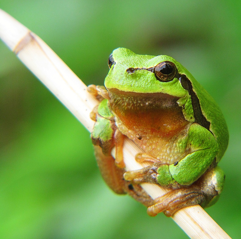 Hyla arborea