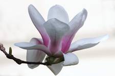 MAGNOLiA