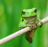 Hyla arborea