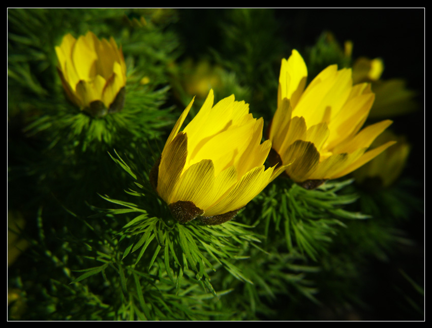 Miłek wiosenny - Adonis vernalis