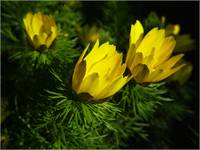 Miłek wiosenny - Adonis vernalis