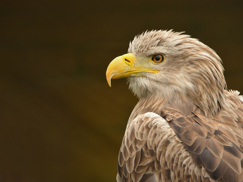 Bielik (Haliaeetus albicilla)