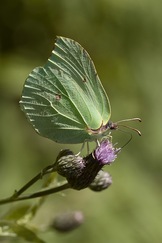 latolistek cytrynek