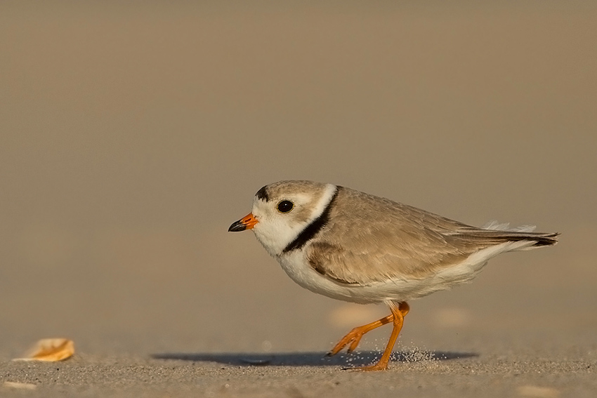 SIWECZKA BLADA -Piping Plover