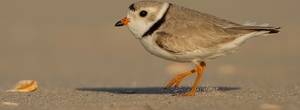 SIWECZKA BLADA -Piping Plover