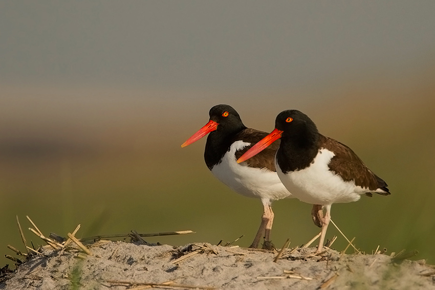 OSTRYGOJAD-BRUNATNY---American-Oystercatcher--male