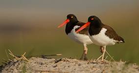 OSTRYGOJAD-BRUNATNY---American-Oystercatcher--male