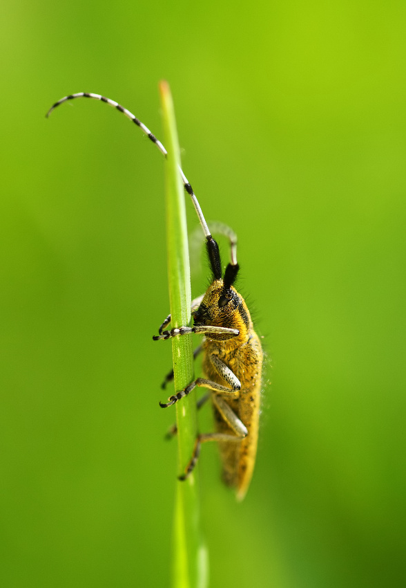 Zgrzytnica zielonawa (Agapanthia villosoviridescens)