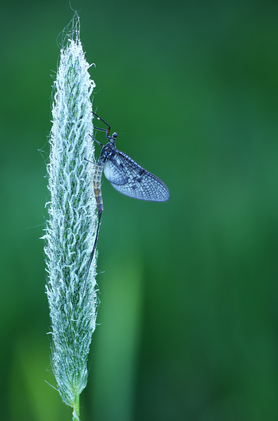 Jętka (Ephemeroptera)