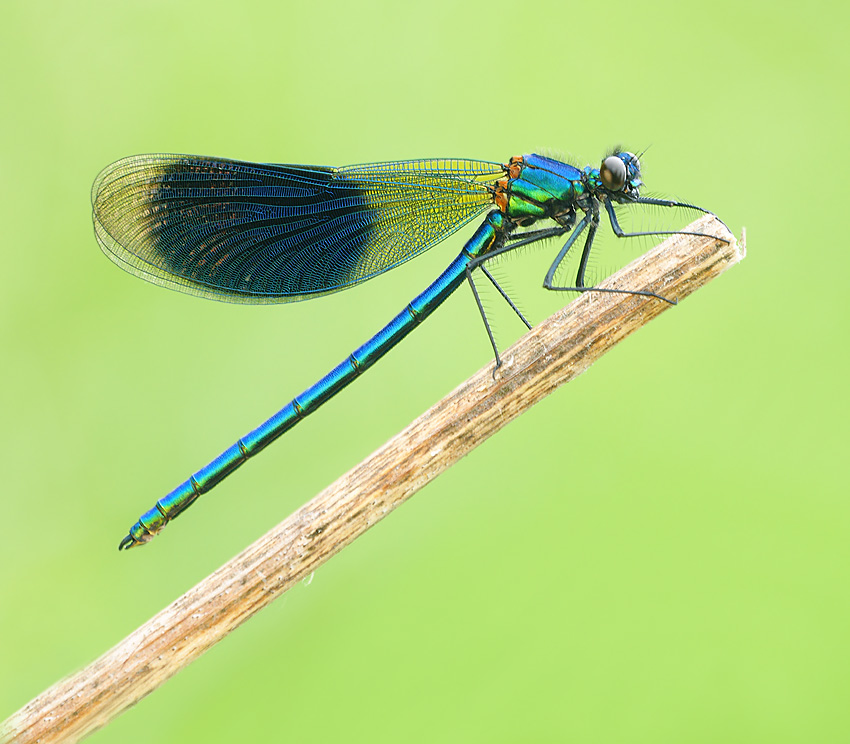 Świtezianka błyszcząca Calopteryx splendens