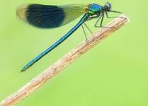 Świtezianka błyszcząca Calopteryx splendens