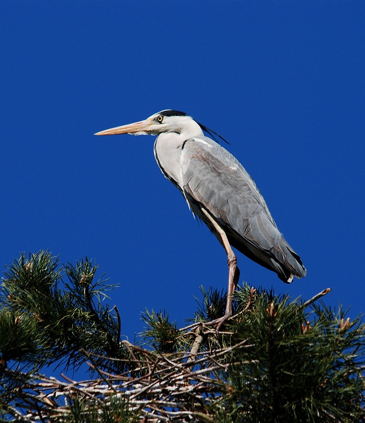 Czapla siwa