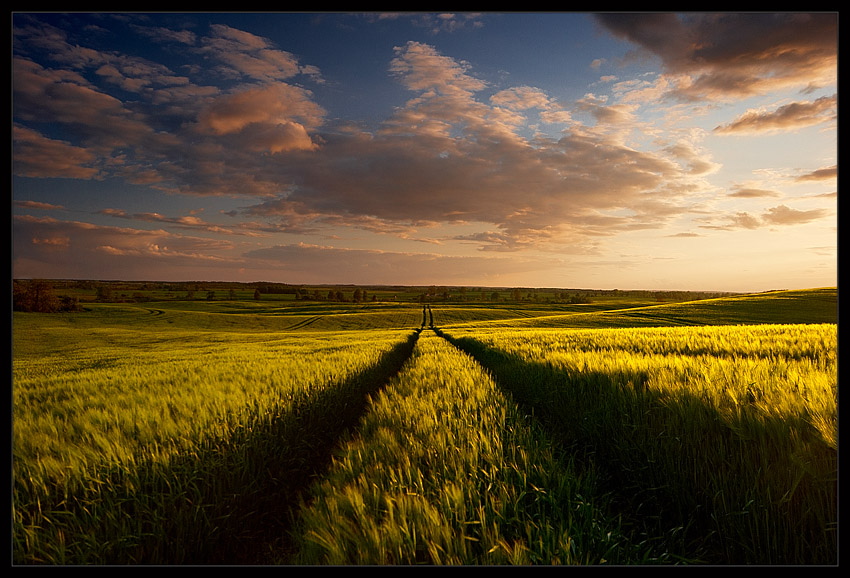 Fields Of Gold...