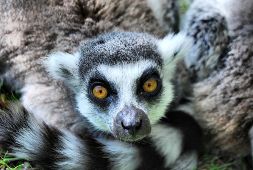 Lemur