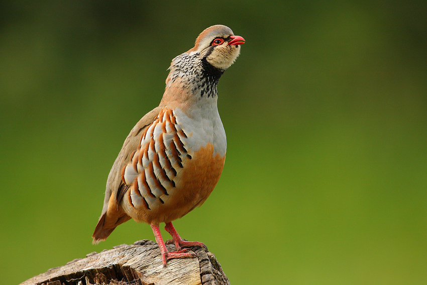 Kuropatwa czerwona (Alectoris rufa)