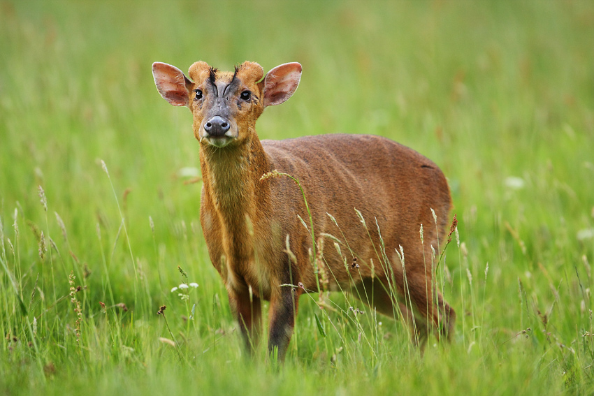 Montjac, Indian Muntjac (Muntiacus muntjak)