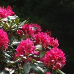 Rododendron