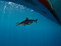 Oceanic Whitetip