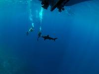 Oceanic Whitetip