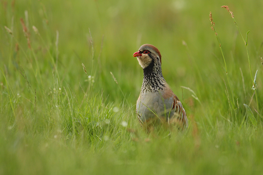 Kuropatwa czerwona (Alectoris rufa)