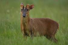 Montjac, Indian Muntjac (Muntiacus muntjak)