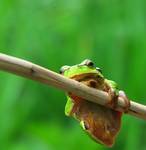 Hyla arborea