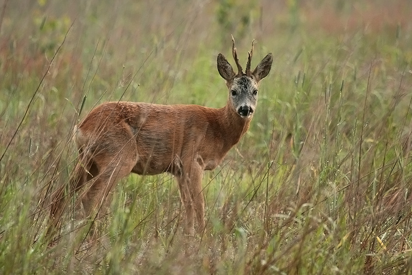 Koziołek