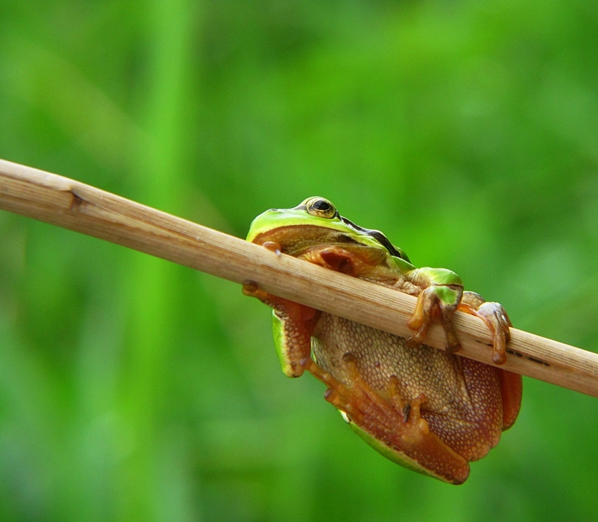 Hyla arborea